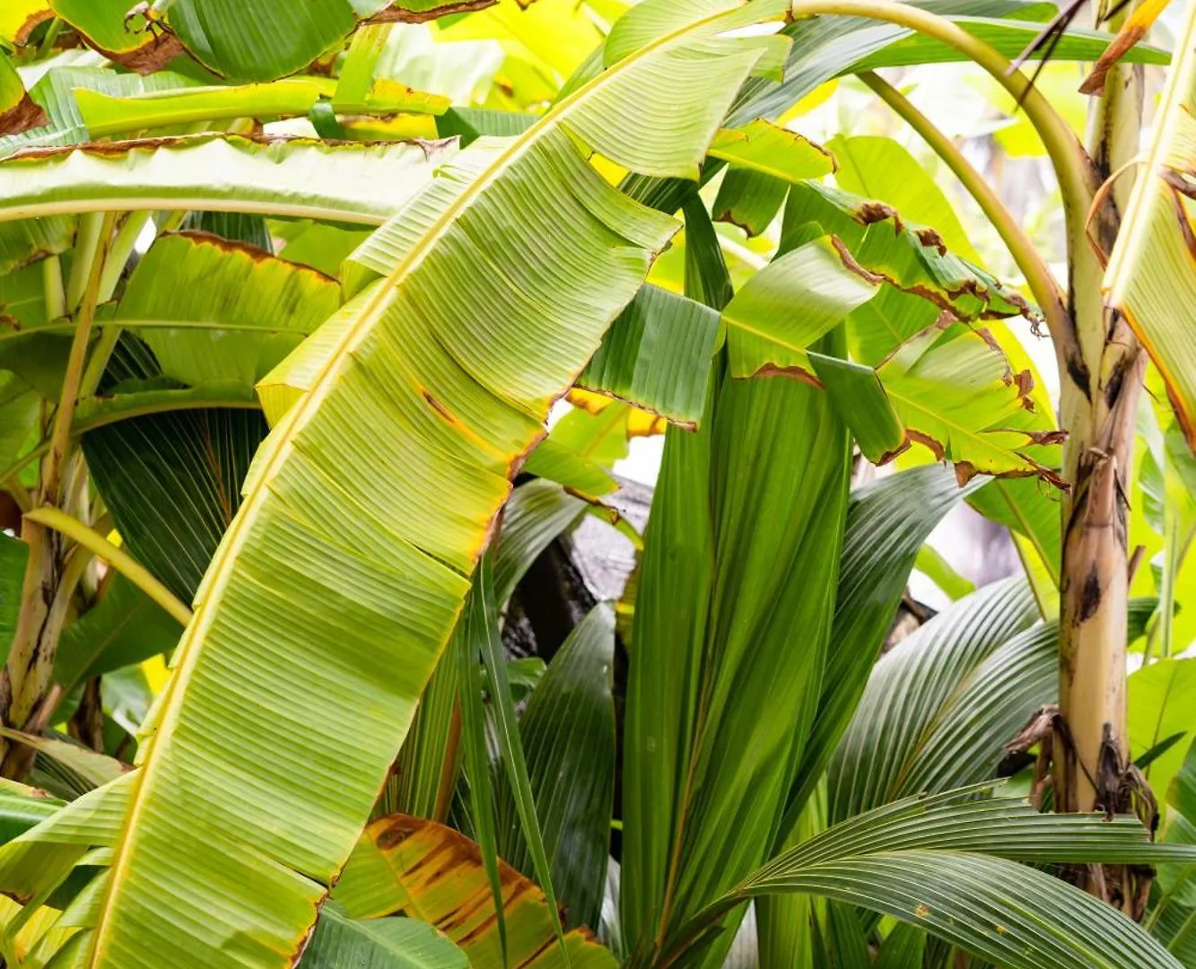 Santa Maria - A Premium Boutique Homestay By The Sea I Trivandrum Airport 1Mile Thiruvananthapuram 0*,